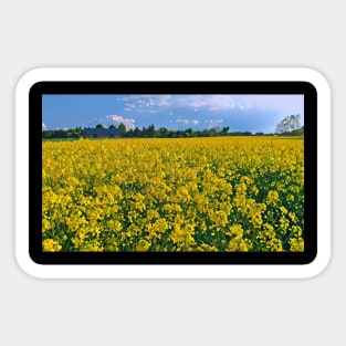 Rapeseed field Sticker